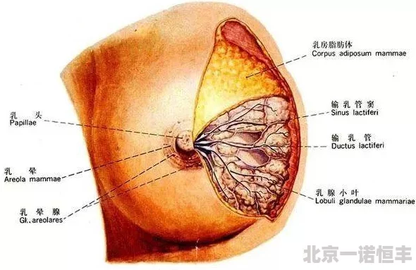 乳环催乳暴露调教近日一项研究显示该方法在特定情况下可提高母乳喂养成功率